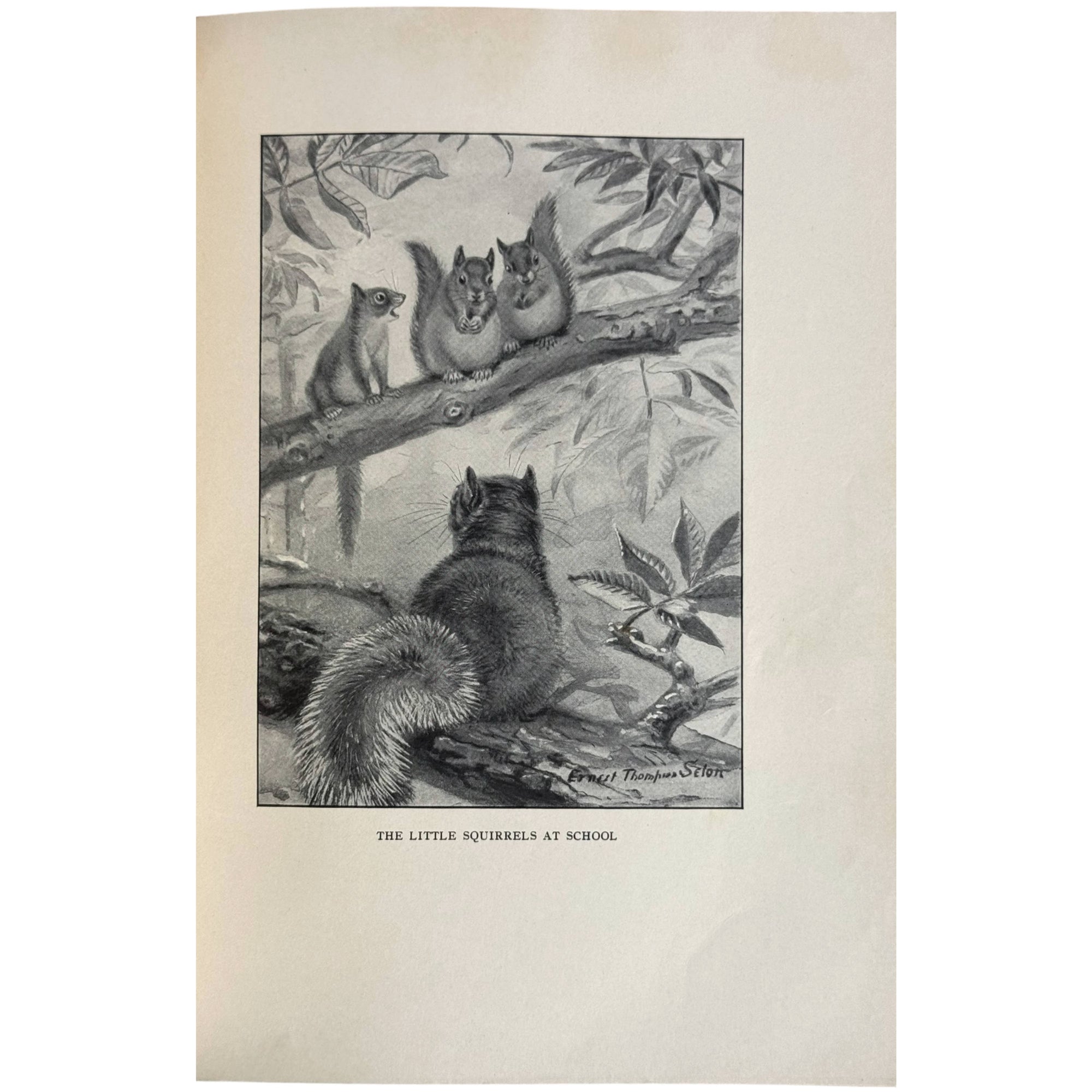 seton illustration of squirrels