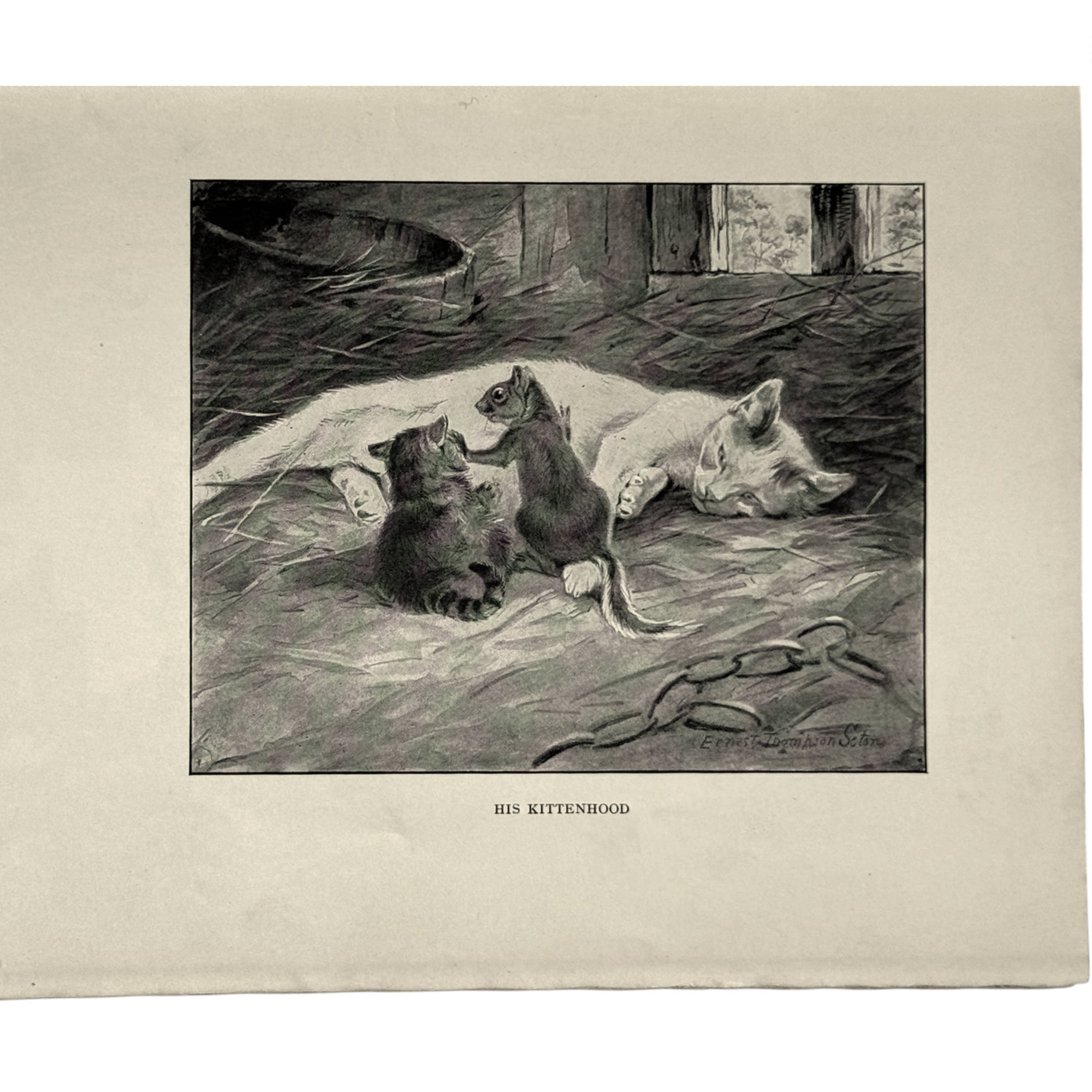 illustration in  bannertail book by ernest thompson seton