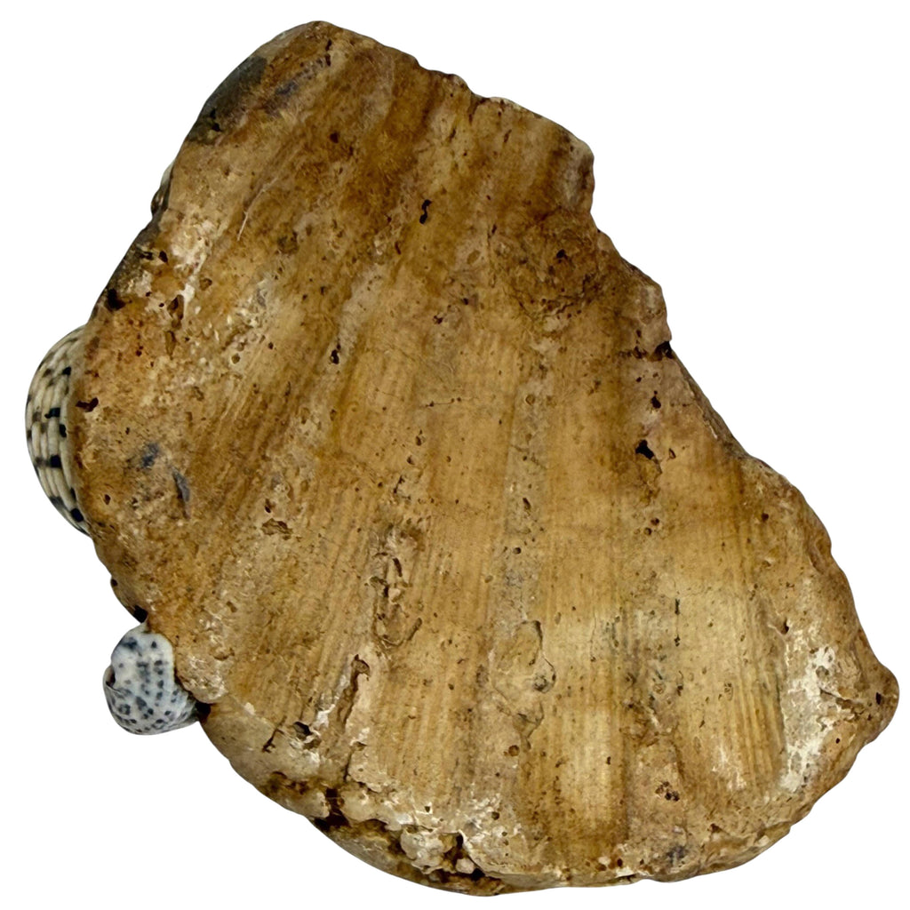underside of antique shell figurine