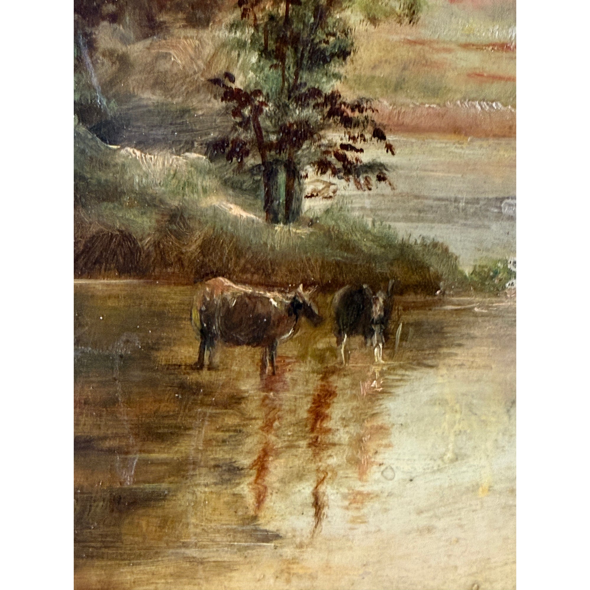 Cattle standing in water with reflections
