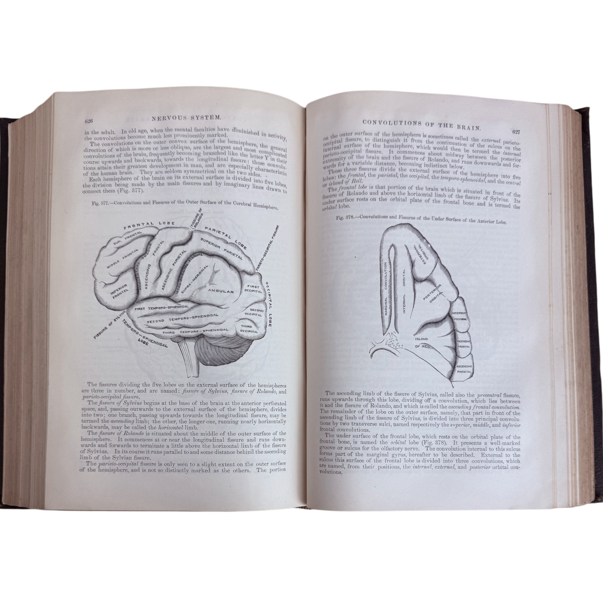 brain illustration 1883 Gray's Anatomy 