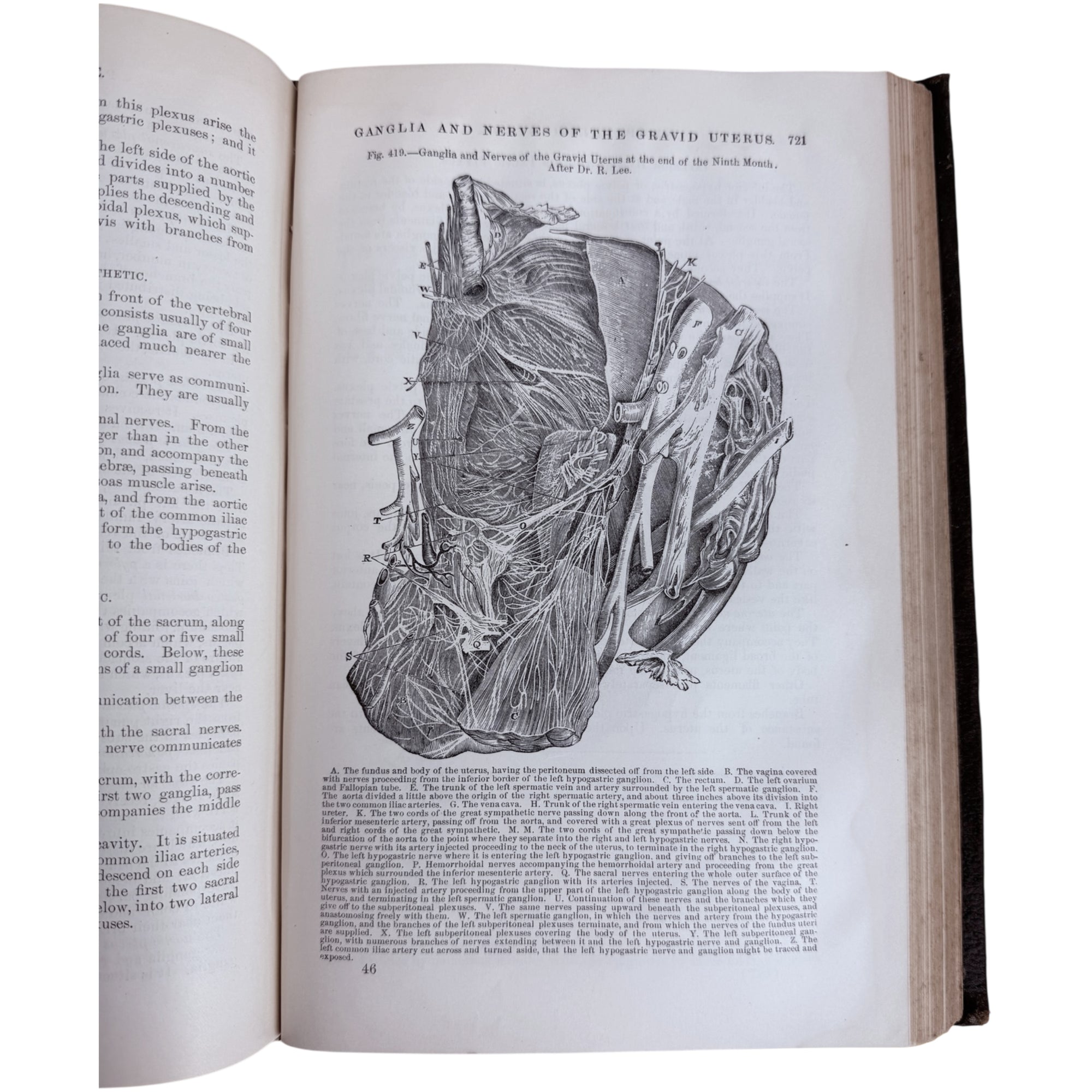 uterus 1883 Gray's Anatomy 