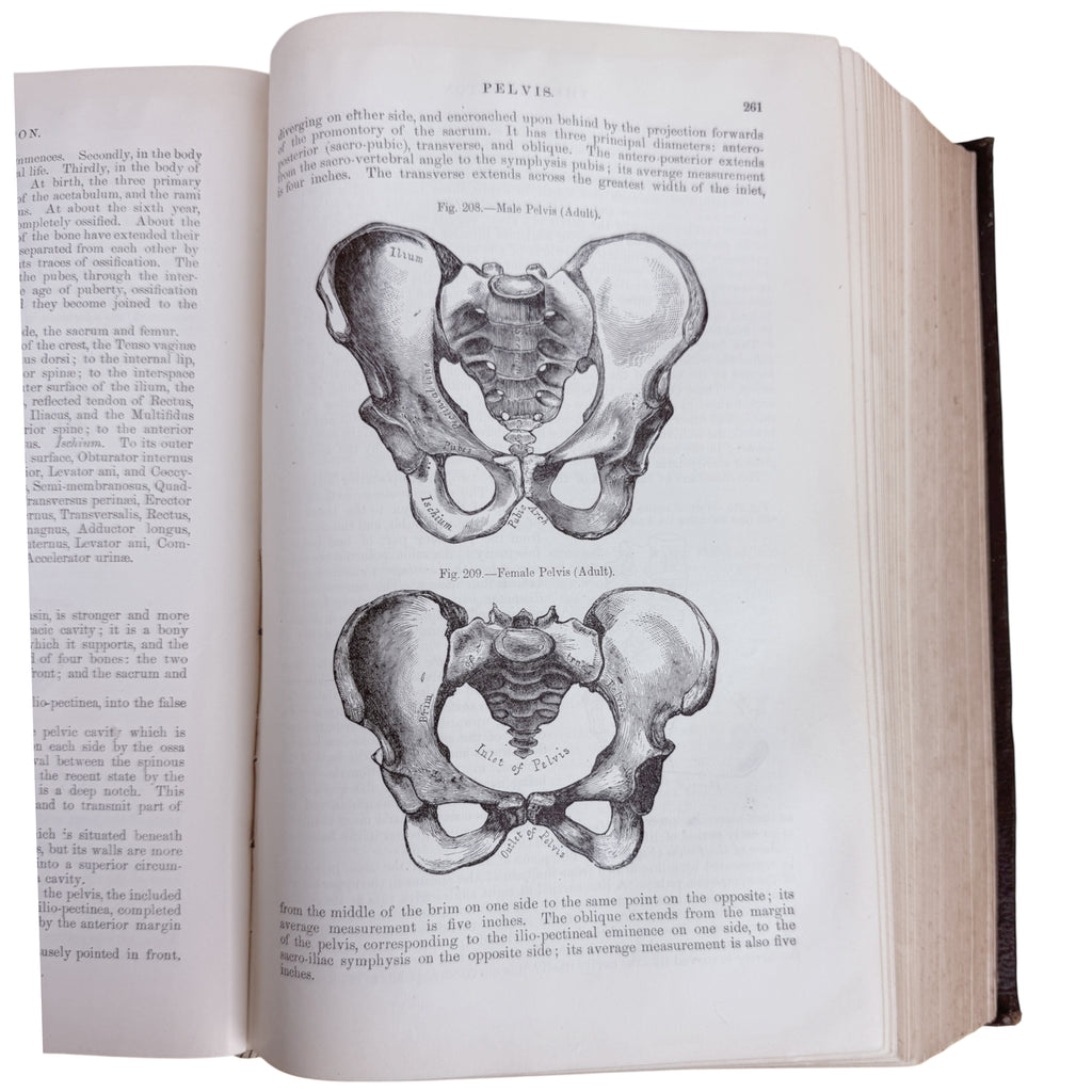 pelvis illustration 1883 Gray's Anatomy 