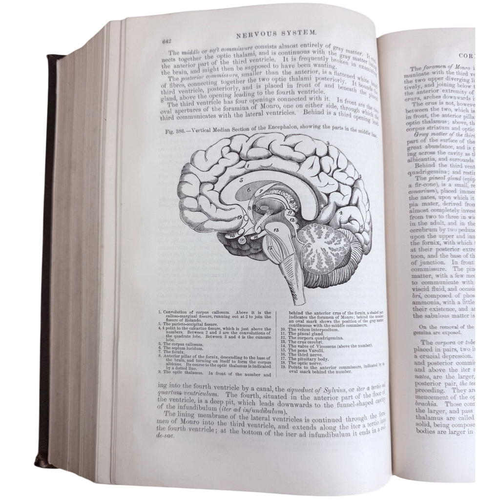 nervous system illustration 1883 Gray's Anatomy 