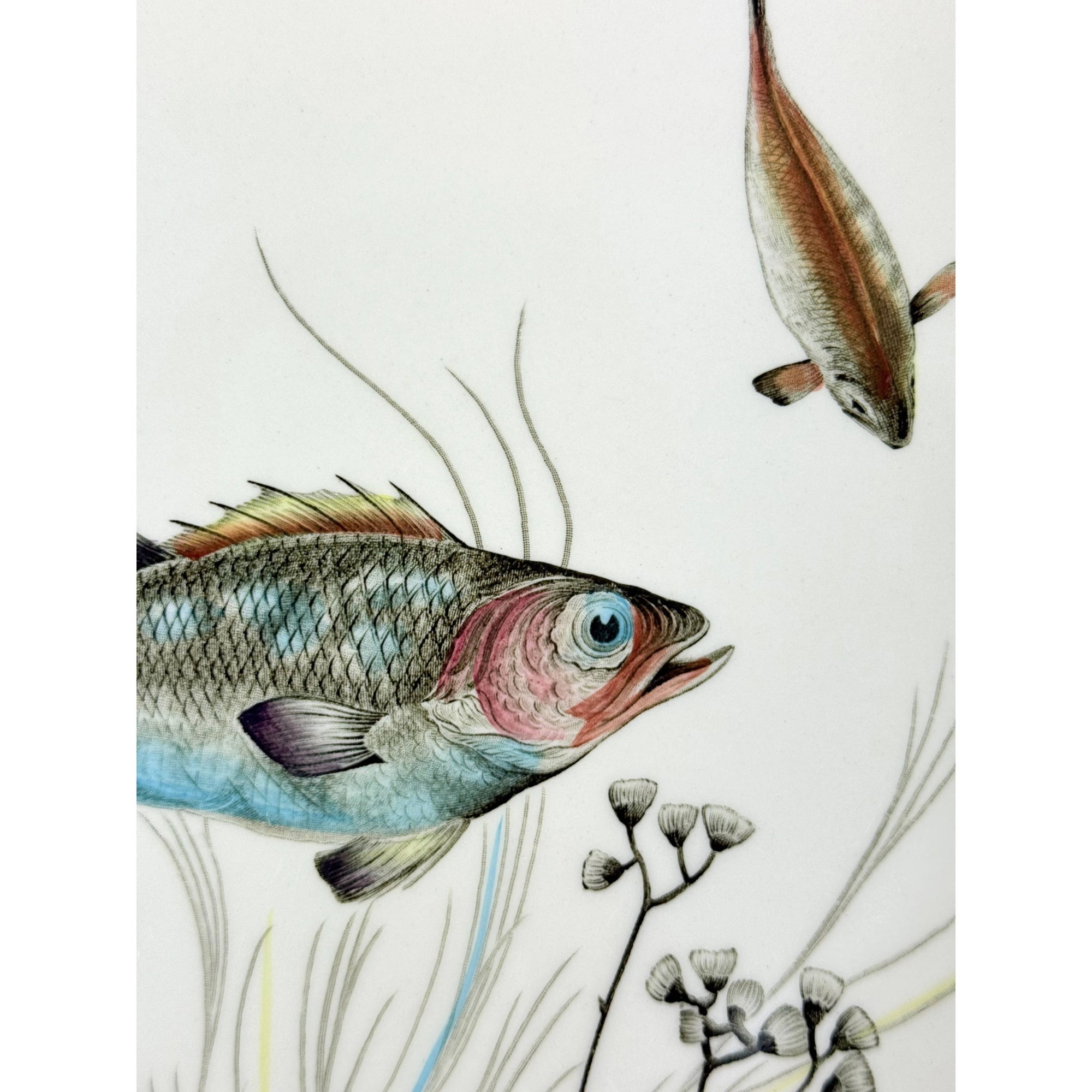 Vintage 1950s Johnson Brothers Fish Pattern Dinner Plate Crayfish Design 2 10 3/8” by 9 1/2”