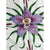 Vintage Gucci Silk Scarf Accornero Orchidee 1974 Orchids 34”