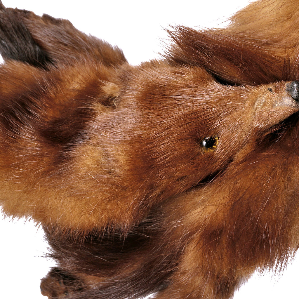 Vintage 1930s Mink Fur Stole Shoulder Shrug J Walsh Montreal - Poppy's Vintage Clothing